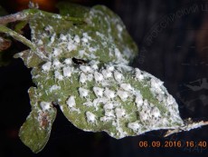 Metcalfa pruinosa_экзувии_3